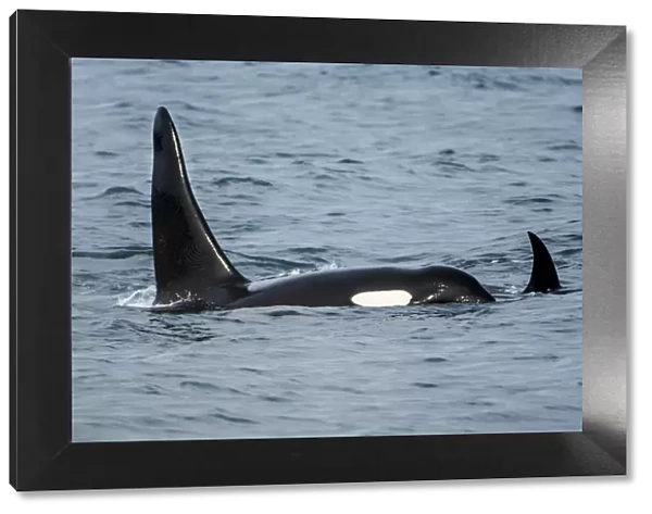 Killer whale or orca pod (Orcinus orca), Resurrection Bay, Kenai Fjords National Park, Alaska, USA