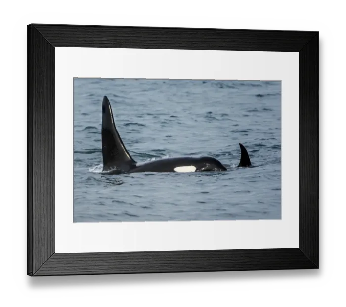Framed Print : Killer whale or orca pod (Orcinus orca), Resurrection Bay, Kenai Fjords National Park, Alaska, USA Framed Print : Killer whale or orca pod (Orcinus orca), Resurrection Bay, Kenai Fjords National Park, Alaska, USA