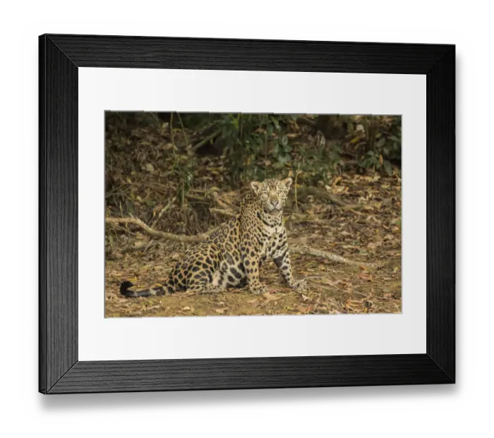 Framed Print : Pantanal, Mato Grosso, Brazil. Jaguar sitting in a shady area of the riverbank of the Cuiaba River Framed Print : Pantanal, Mato Grosso, Brazil. Jaguar sitting in a shady area of the riverbank of the Cuiaba River