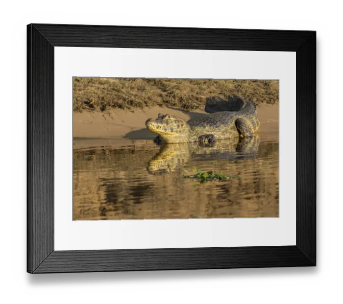 Framed Print : Pantanal, Mato Grosso, Brazil, South America Framed Print : Pantanal, Mato Grosso, Brazil, South America