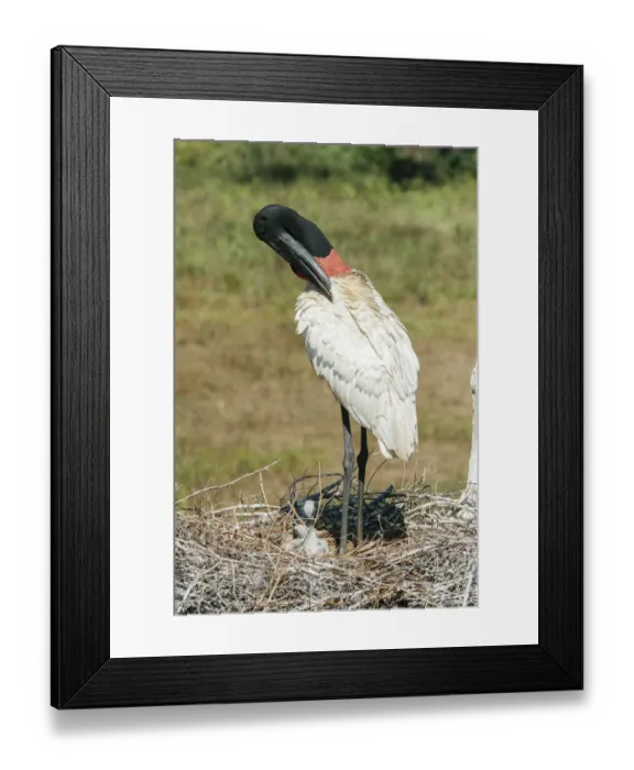 Framed Print : Pantanal, Mato Grosso, Brazil. Jabiru preening in its large nest full of chicks Framed Print : Pantanal, Mato Grosso, Brazil. Jabiru preening in its large nest full of chicks