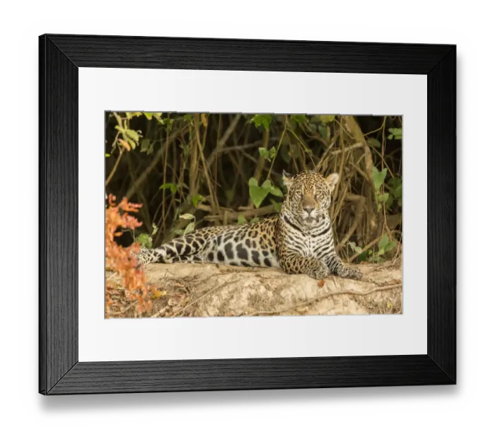 Framed Print : Pantanal, Mato Grosso, Brazil. Jaguar resting on a riverbank Framed Print : Pantanal, Mato Grosso, Brazil. Jaguar resting on a riverbank