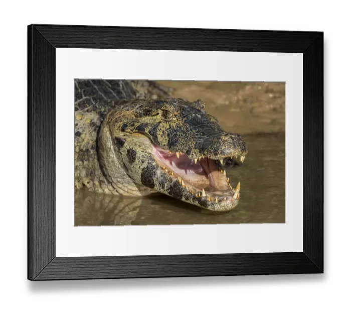 Framed Print : Pantanal, Mato Grosso, Brazil. Yacare caiman with an open mouth sunning itself in the Cuiaba River
