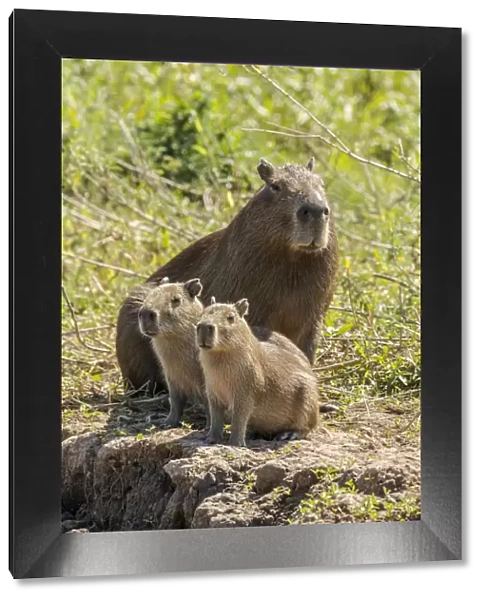 Pantanal, Mato Grosso, Brazil. Portrait of a mother capybara and her young on the Cuiaba riverbank