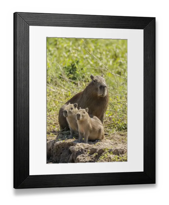 Framed Print : Pantanal, Mato Grosso, Brazil. Portrait of a mother capybara and her young on the Cuiaba riverbank Framed Print : Pantanal, Mato Grosso, Brazil. Portrait of a mother capybara and her young on the Cuiaba riverbank
