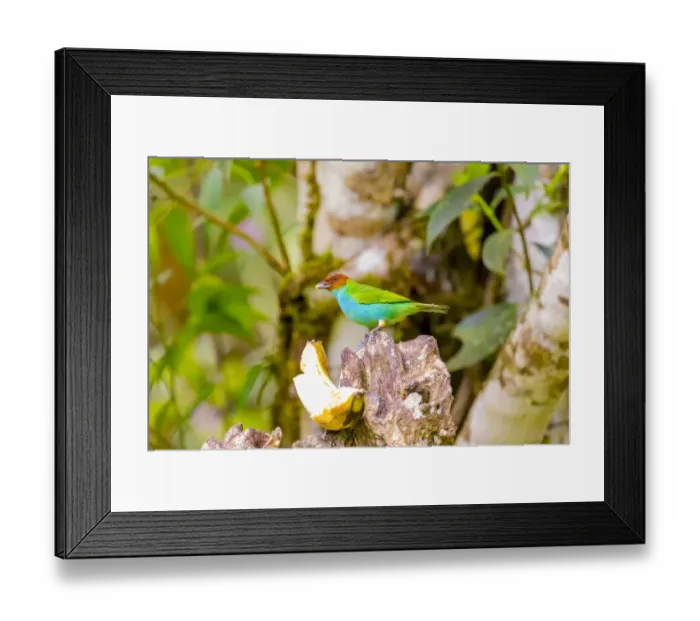 Framed Print : Central America, Costa Rica. Male bay-headed tanager feeding Framed Print : Central America, Costa Rica. Male bay-headed tanager feeding