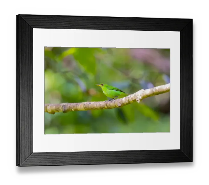 Framed Print : Central America, Costa Rica. Female green honeycreeper on limb Framed Print : Central America, Costa Rica. Female green honeycreeper on limb