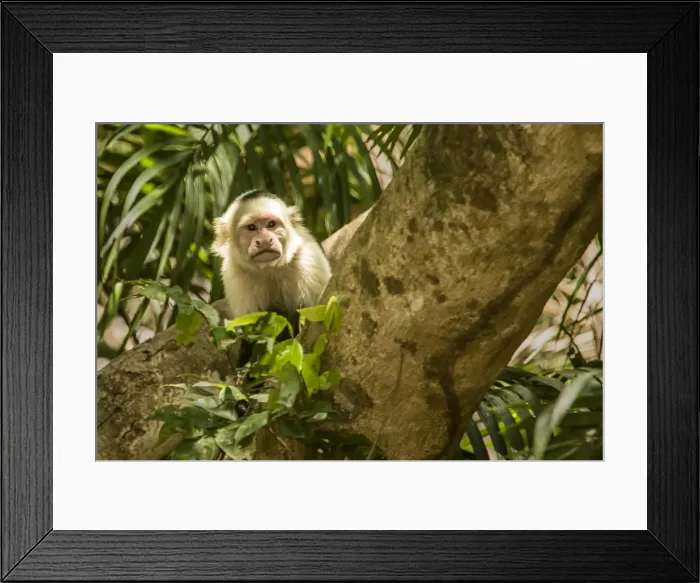 Framed Print : Palo Verde National Park, Costa Rica. White-faced capuchin (Cebus capucinus) monkey Framed Print : Palo Verde National Park, Costa Rica. White-faced capuchin (Cebus capucinus) monkey