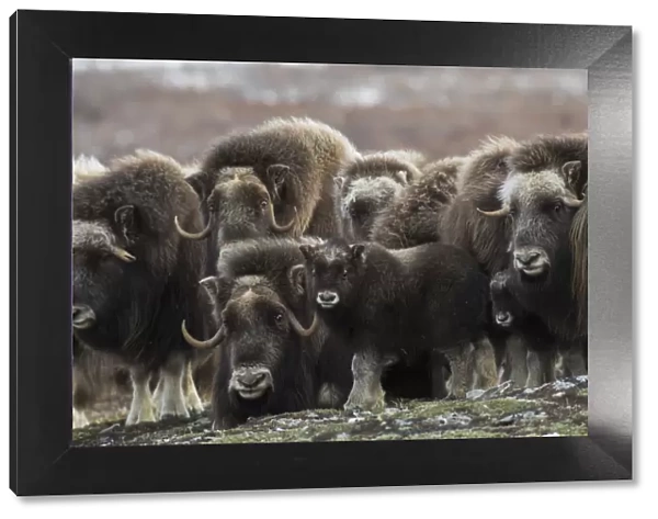 Muskox curious youngster