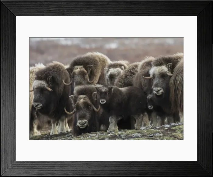 Framed Print : Muskox curious youngster Framed Print : Muskox curious youngster