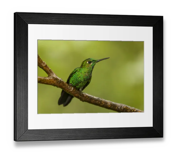 Framed Print : Monteverde National Park, Costa Rica. Green-crowned brilliant hummingbird (Heliodoxa Framed Print : Monteverde National Park, Costa Rica. Green-crowned brilliant hummingbird (Heliodoxa