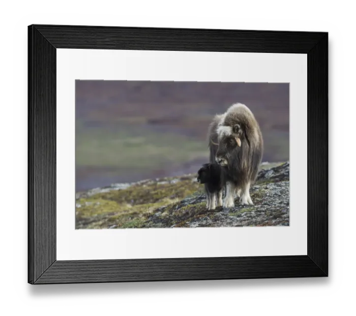 Framed Print : Muskox with newborn calf Framed Print : Muskox with newborn calf