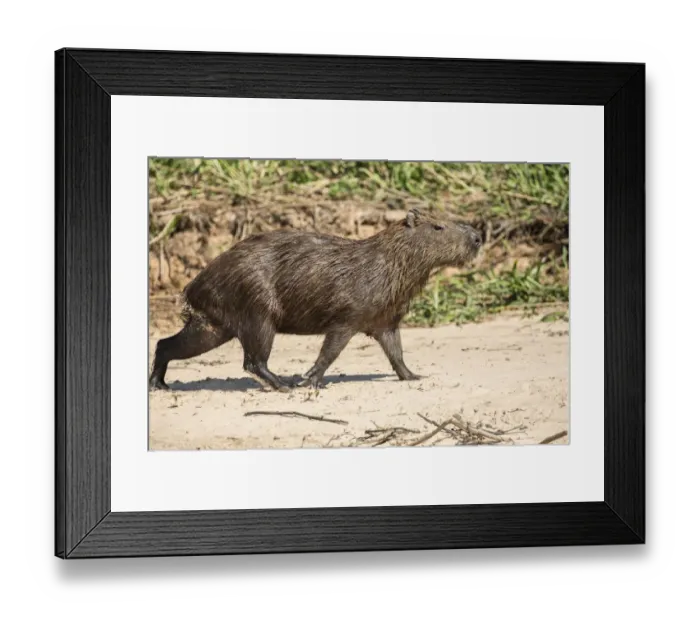 Framed Print : Pantanal, Mato Grosso, Brazil. Adult capybara walking on a sandy beach