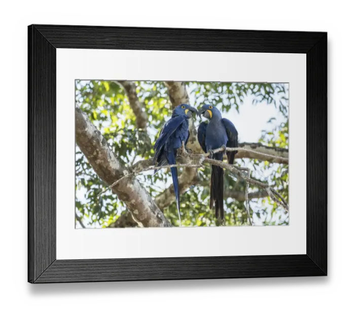 Framed Print : Pantanal, Mato Grosso, Brazil. Mated pair of hyacinth macaws showing affection as Framed Print : Pantanal, Mato Grosso, Brazil. Mated pair of hyacinth macaws showing affection as