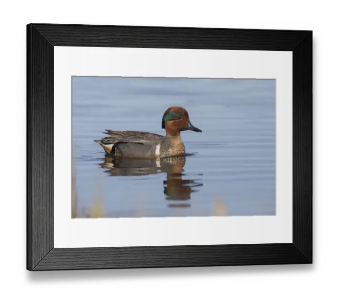 Framed Print : Green-winged teal drake Framed Print : Green-winged teal drake