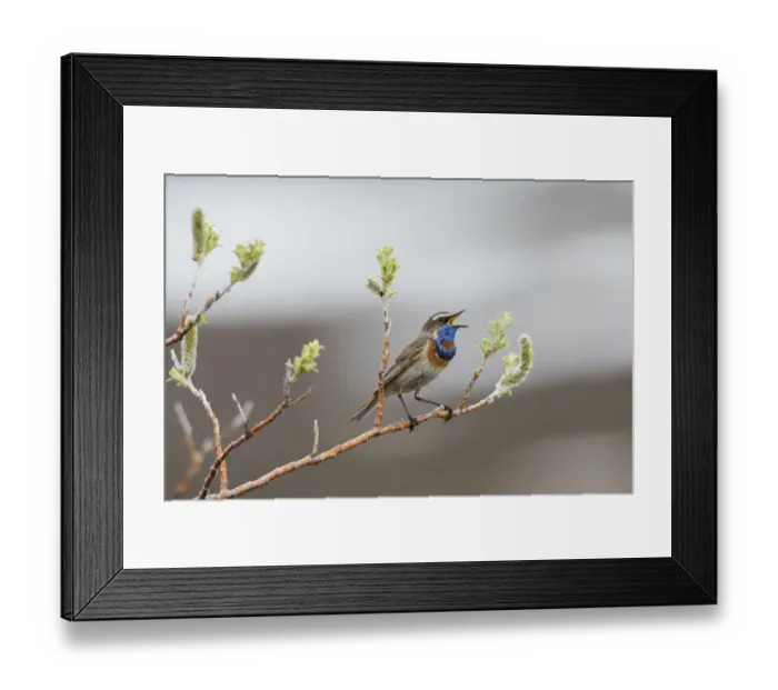 Framed Print : Bluethroat territorial song