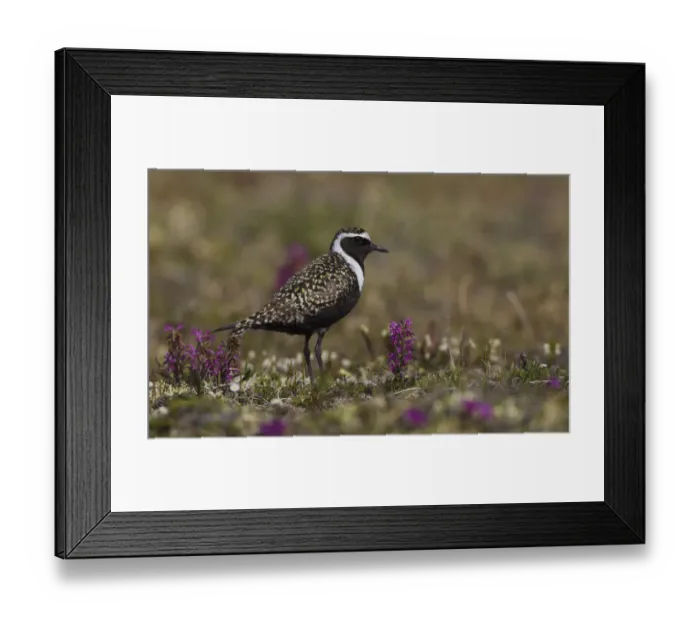 Framed Print : American golden-plover, Arctic tundra Framed Print : American golden-plover, Arctic tundra