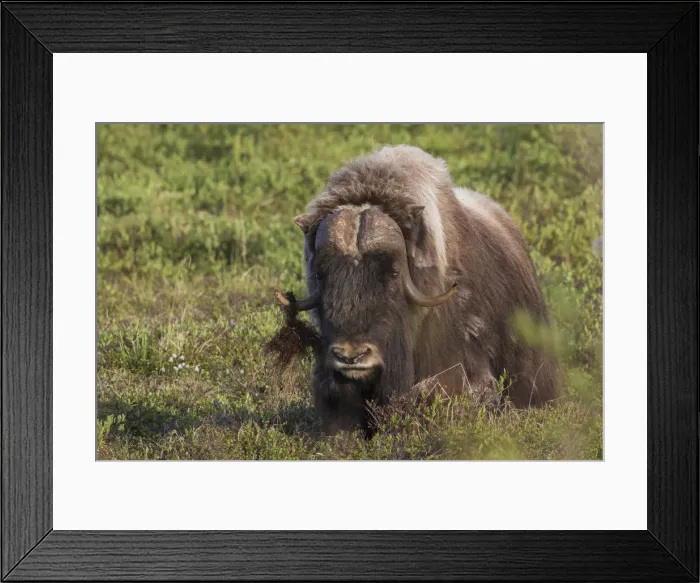 Framed Print : Muskox, dominating male