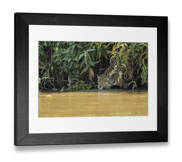 Framed Print : Pantanal, Mato Grosso, Brazil. Female jaguar climbing down to the Cuiaba River to get a drink
