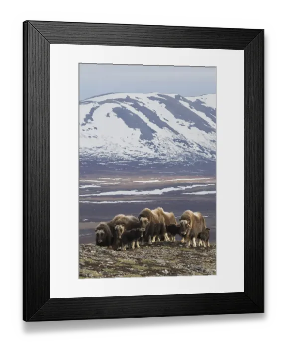 Framed Print : Muskox herd, Arctic habitat Framed Print : Muskox herd, Arctic habitat