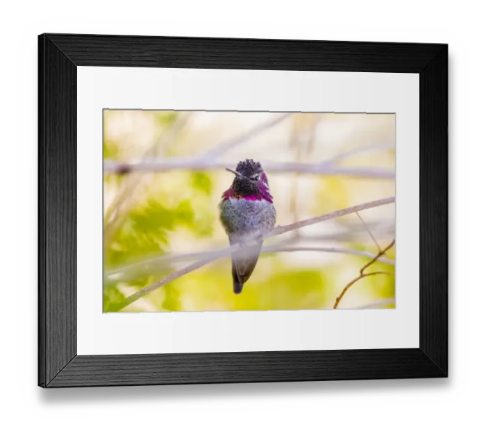 Framed Print : USA, Arizona, Lake Havasu City. Close-up of Annas Hummingbird. Credit as Fred J Framed Print : USA, Arizona, Lake Havasu City. Close-up of Annas Hummingbird. Credit as Fred J
