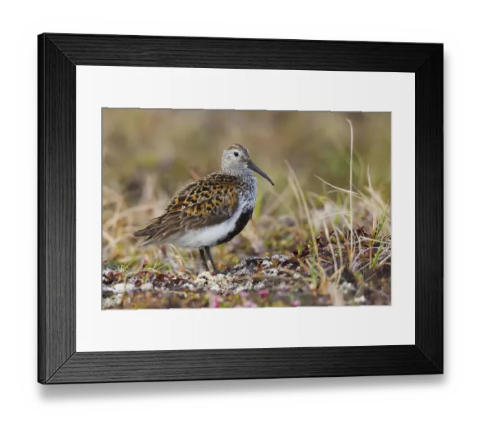 Framed Print : Dunlin on Arctic tundra Framed Print : Dunlin on Arctic tundra