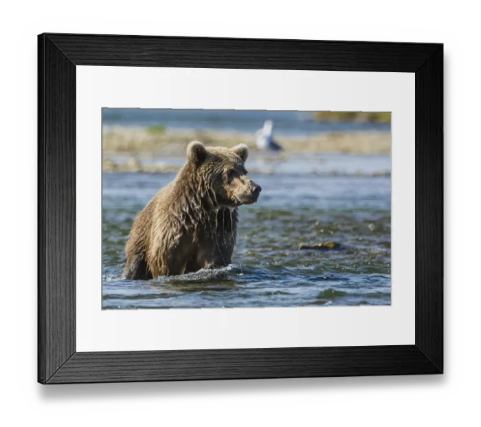 Framed Print : Grizzly or brown bear (Ursus arctos), Moraine Creek (River), Katmai National Park and Reserve Framed Print : Grizzly or brown bear (Ursus arctos), Moraine Creek (River), Katmai National Park and Reserve