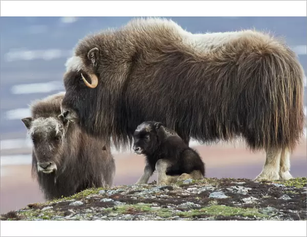 Muskox mother with young calf