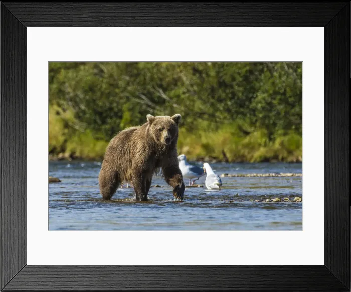 Framed Print : Grizzly or brown bear (Ursus arctos), Moraine Creek (River), Katmai National Park and Reserve Framed Print : Grizzly or brown bear (Ursus arctos), Moraine Creek (River), Katmai National Park and Reserve