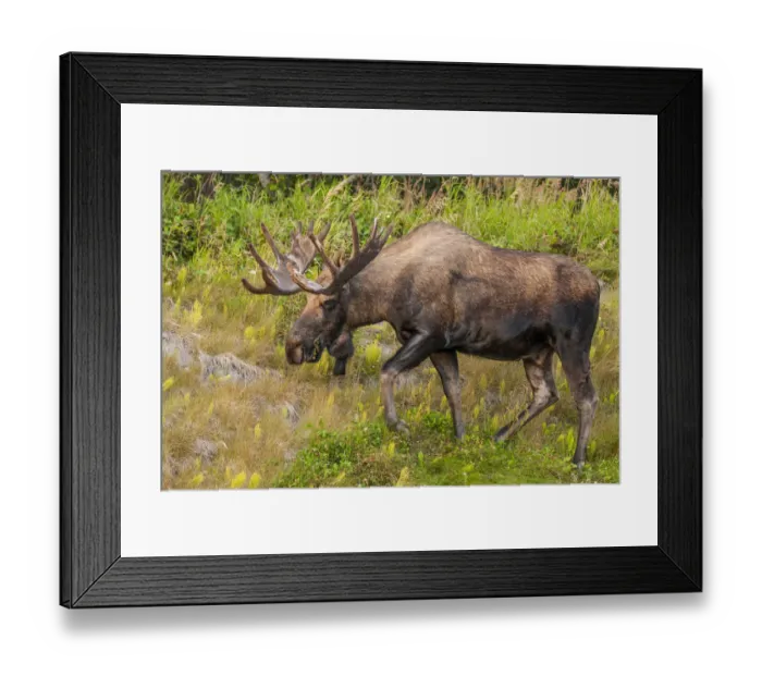 Framed Print : Moose (Alces alces), Kenai Peninsula, Alaska, USA