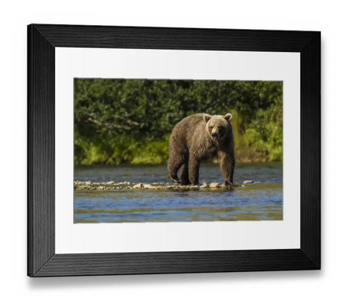 Framed Print : Grizzly or brown bear (Ursus arctos), Moraine Creek (River), Katmai National Park and Reserve Framed Print : Grizzly or brown bear (Ursus arctos), Moraine Creek (River), Katmai National Park and Reserve