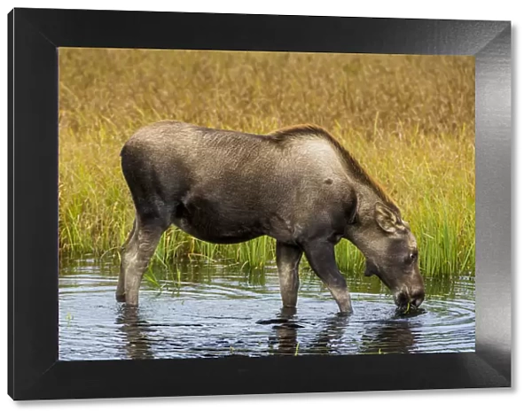 Moose (Alces alces), Kenai Peninsula, Alaska, USA