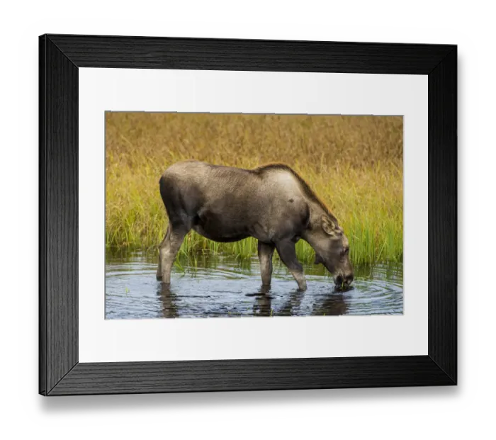 Framed Print : Moose (Alces alces), Kenai Peninsula, Alaska, USA Framed Print : Moose (Alces alces), Kenai Peninsula, Alaska, USA