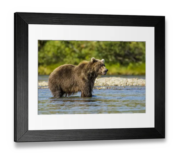 Framed Print : Grizzly or brown bear (Ursus arctos), Moraine Creek (River), Katmai National Park and Reserve Framed Print : Grizzly or brown bear (Ursus arctos), Moraine Creek (River), Katmai National Park and Reserve