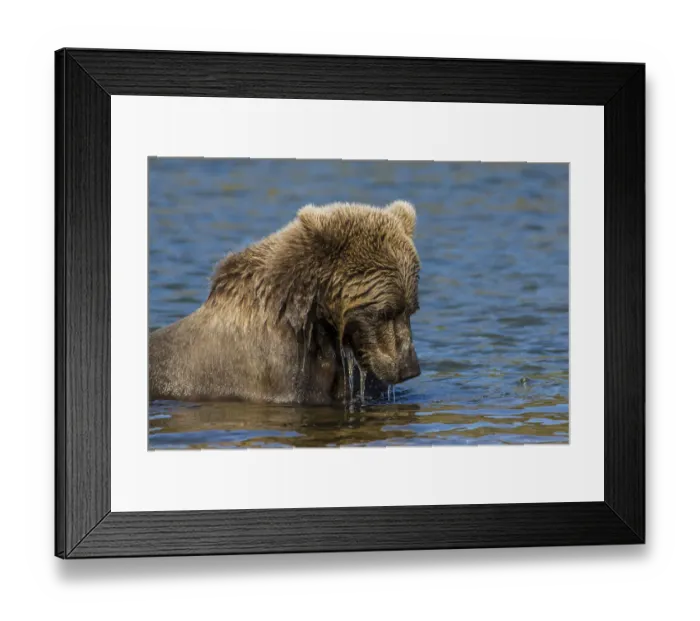 Framed Print : Grizzly or brown bear (Ursus arctos), Moraine Creek (River), Katmai National Park and Reserve