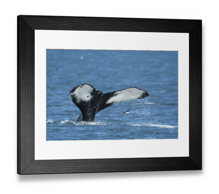 Framed Print : Humpback whale (Megaptera novaeangliae), Resurrection Bay, Kenai Fjords National Park, Alaska, USA Framed Print : Humpback whale (Megaptera novaeangliae), Resurrection Bay, Kenai Fjords National Park, Alaska, USA