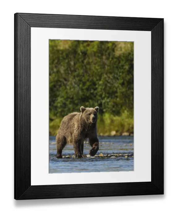Framed Print : Grizzly or brown bear (Ursus arctos), Moraine Creek (River), Katmai National Park and Reserve