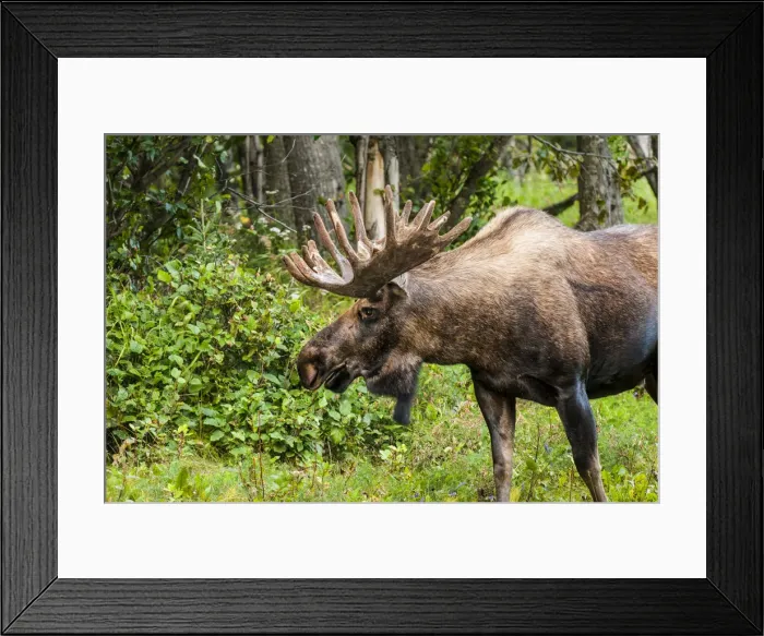 Framed Print : Moose (Alces alces), Kenai Peninsula, Alaska, USA