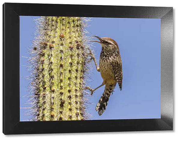 USA, Arizona, Sonoran Desert. Cactus wren perched on cactus thorns. Credit as: Cathy