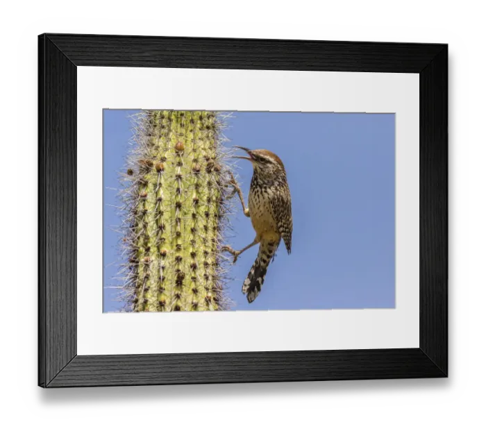 Framed Print : USA, Arizona, Sonoran Desert. Cactus wren perched on cactus thorns. Credit as: Cathy Framed Print : USA, Arizona, Sonoran Desert. Cactus wren perched on cactus thorns. Credit as: Cathy