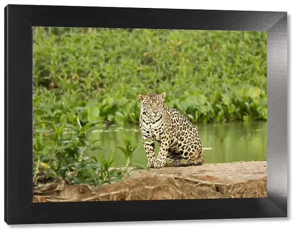 Pantanal, Mato Grosso, Brazil. Jaguar resting on a sandbar along the Cuiaba River