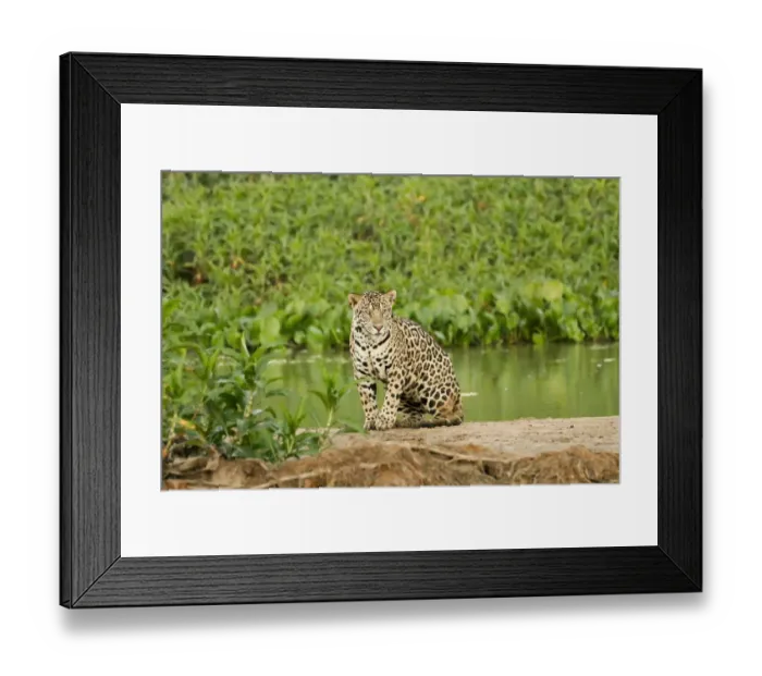 Framed Print : Pantanal, Mato Grosso, Brazil. Jaguar resting on a sandbar along the Cuiaba River Framed Print : Pantanal, Mato Grosso, Brazil. Jaguar resting on a sandbar along the Cuiaba River