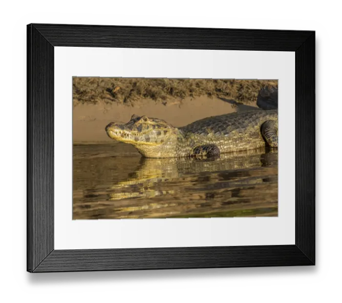 Framed Print : Pantanal, Mato Grosso, Brazil. Yacare caiman sunning itself along the banks of the Cuiaba River Framed Print : Pantanal, Mato Grosso, Brazil. Yacare caiman sunning itself along the banks of the Cuiaba River