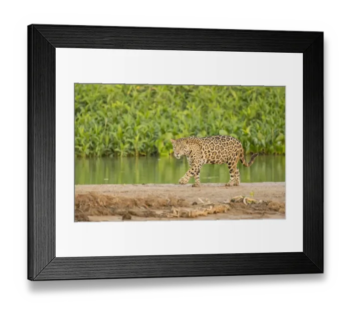 Framed Print : Pantanal, Mato Grosso, Brazil. Jaguar walking on a sandbar on the Cuiaba River