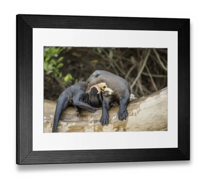Framed Print : Pantanal, Mato Grosso, Brazil. Giant river otter growling at other who want on the log Framed Print : Pantanal, Mato Grosso, Brazil. Giant river otter growling at other who want on the log