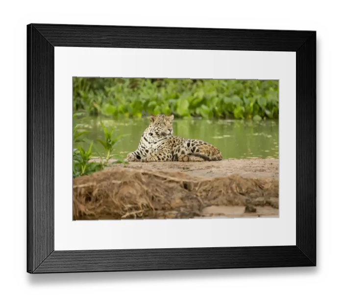 Framed Print : Pantanal, Mato Grosso, Brazil. Jaguar resting on a sandbar along the Cuiaba River Framed Print : Pantanal, Mato Grosso, Brazil. Jaguar resting on a sandbar along the Cuiaba River