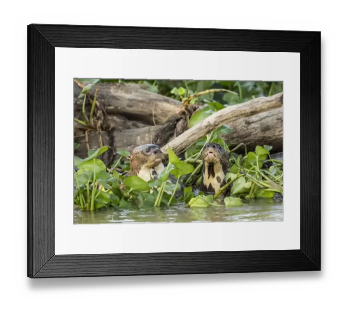 Framed Print : Pantanal, Mato Grosso, Brazil. Two giant river otters swimming in the water hyacinths Framed Print : Pantanal, Mato Grosso, Brazil. Two giant river otters swimming in the water hyacinths