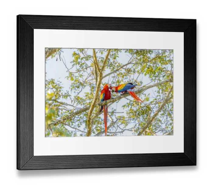 Framed Print : Central America, Costa Rica. Scarlet macaw pair in tree