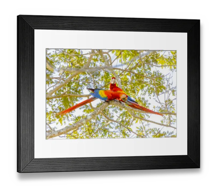 Framed Print : Central America, Costa Rica. Scarlet macaw pair in tree Framed Print : Central America, Costa Rica. Scarlet macaw pair in tree