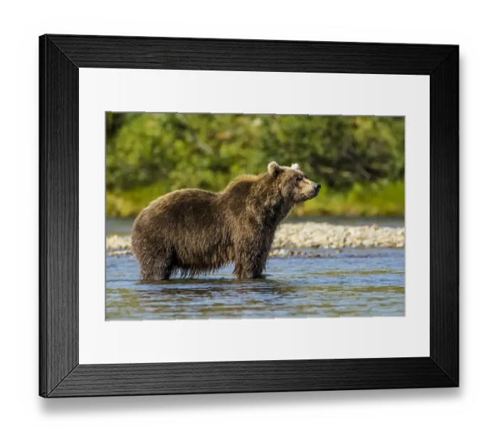 Framed Print : Grizzly or brown bear (Ursus arctos), Moraine Creek (River), Katmai National Park and Reserve
